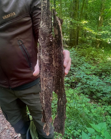 Waldbegehung 4
